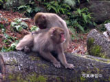 fukuchan-s681.jpg