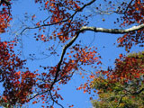 ituchan-s741.jpg